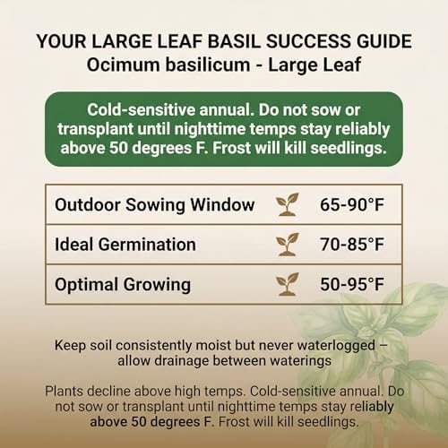 500 Italian Large Leaf Basil Seeds for Planting - Sweet Basil, Broad Aromatic Leaves, Cut-and-Come-Again Heirloom, Non-GMO, USA Grown by RDR Seeds - Image 3