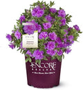 2 Gal. Encore Azalea Autumn Majesty Purple Blooms by EncoreAzalea