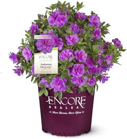 2 Gal. Encore Azalea Autumn Majesty Purple Blooms by EncoreAzalea