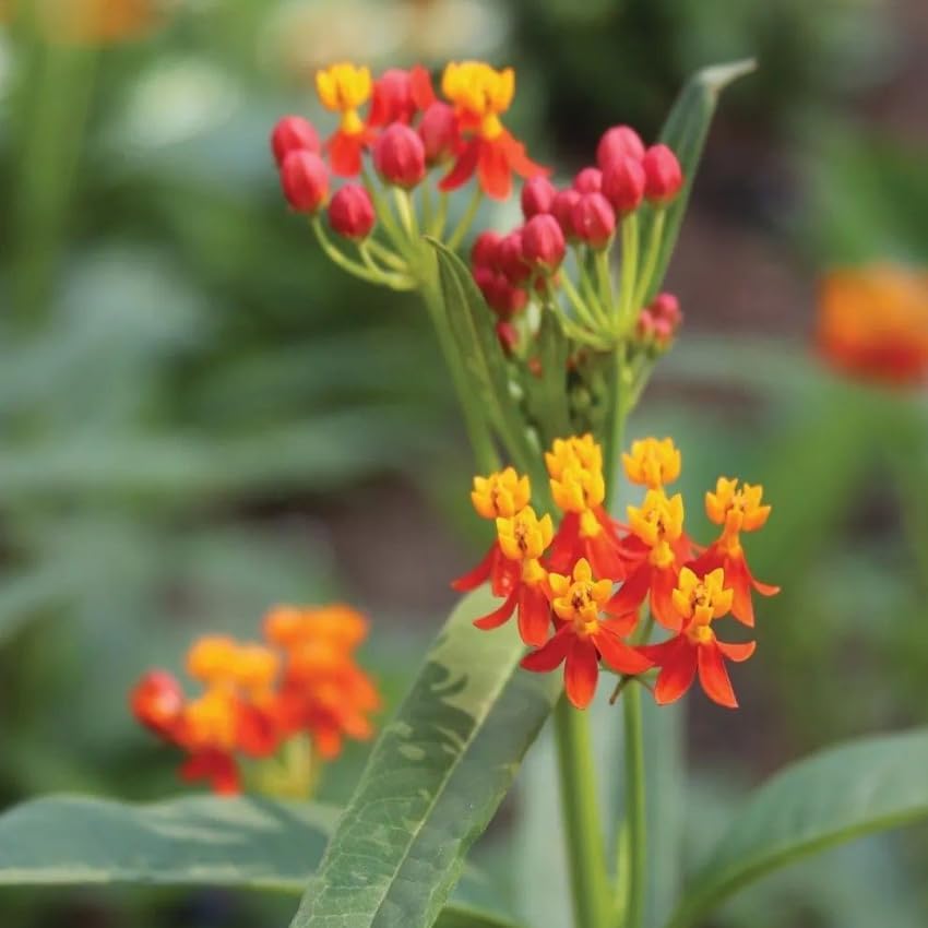 Milkweed Live Plant | 4 Inch Tall | Flowering Outdoor Plant for Garden Beds, Containers & Pollinator-Friendly Spaces | Easy to Grow - Image 6
