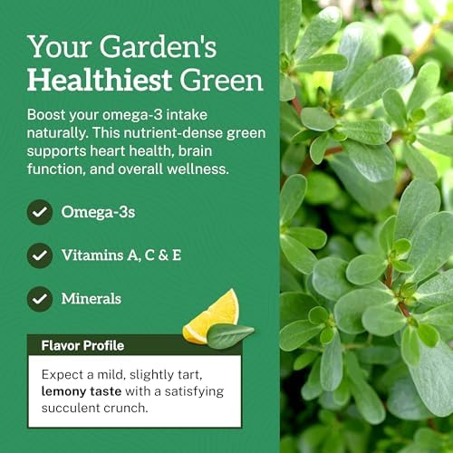 Purslane Seeds for Planting - 2000+ Heirloom Seeds - Image 3