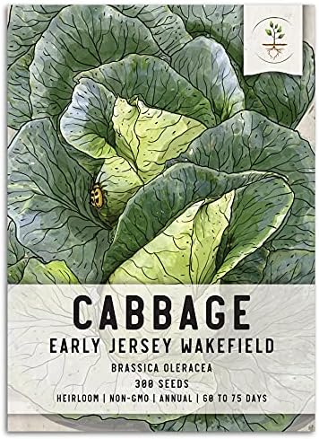 Seed Needs Early Jersey Wakefield Cabbage Seeds to Plant Heirloom 1 Pack by SeedNeeds