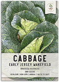 Seed Needs Early Jersey Wakefield Cabbage Seeds to Plant Heirloom 1 Pack by SeedNeeds