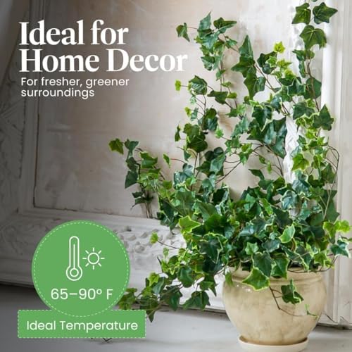 American Plant Exchange English Ivy Bundle, 2 Pack 4-Inch Pots, Green and Variegated, Vining Houseplants, Live Indoor Plants, Fast Growing, Easy to Care, Versatile Home & Garden Décor - Image 6
