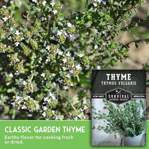 Thyme Seeds for Planting – Survival Garden Seeds (3 Packs) - Image 3