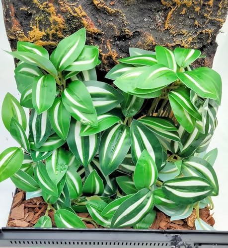 Fake Reptile Plants for Terrarium,Hanging Plant with Suction Cup by KERUIDENG