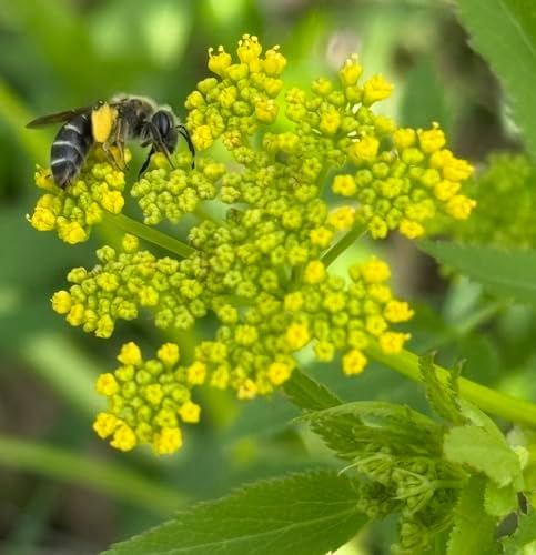 32 Golden Alexanders Live Plants (Zizia Aurea) Live Plants – Early-Blooming Native Perennial, Yellow Umbel Flowers, Host Plant for Black Swallowtail, Full Sun to Part Shade Flowers by MyHomePark