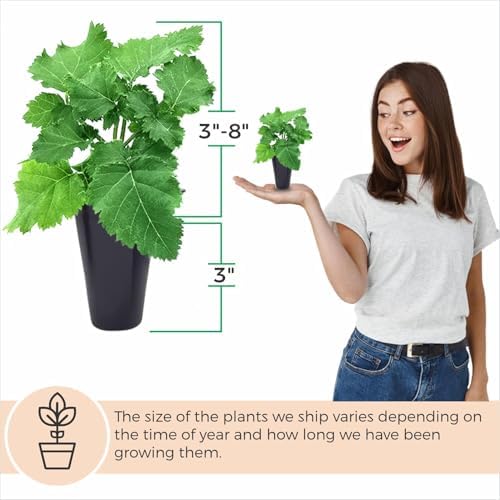 BlackBerry Plant Freedom-Ark (4 Pack) | Live Fruit Plant for Planting | Thornless & High-Yielding Variety | Large, Sweet & Juicy Berries | Perfect for Fresh Eating & Organic Gardens | Easy to Grow - Image 4
