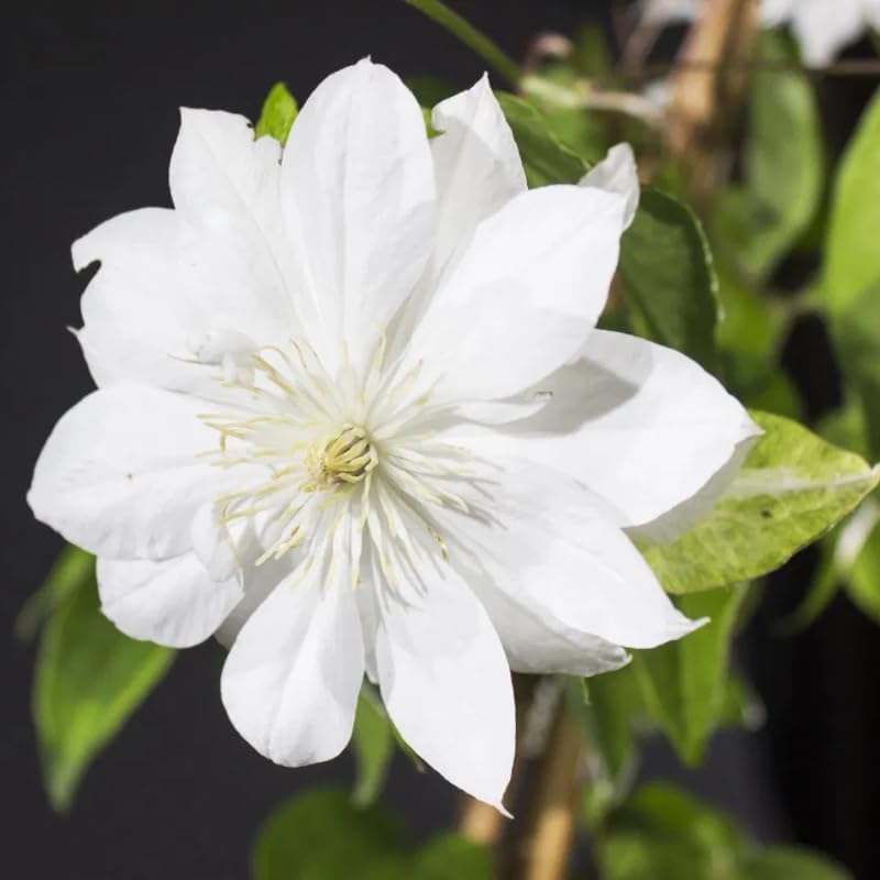 White Clematis Live Plant, 2.5" Pot, Fragrant Flowering Vine - Image 4
