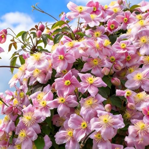 Clematis Seeds, 200 Count, Non-GMO Perennial Climbing Flower Vine for Garden - Image 3