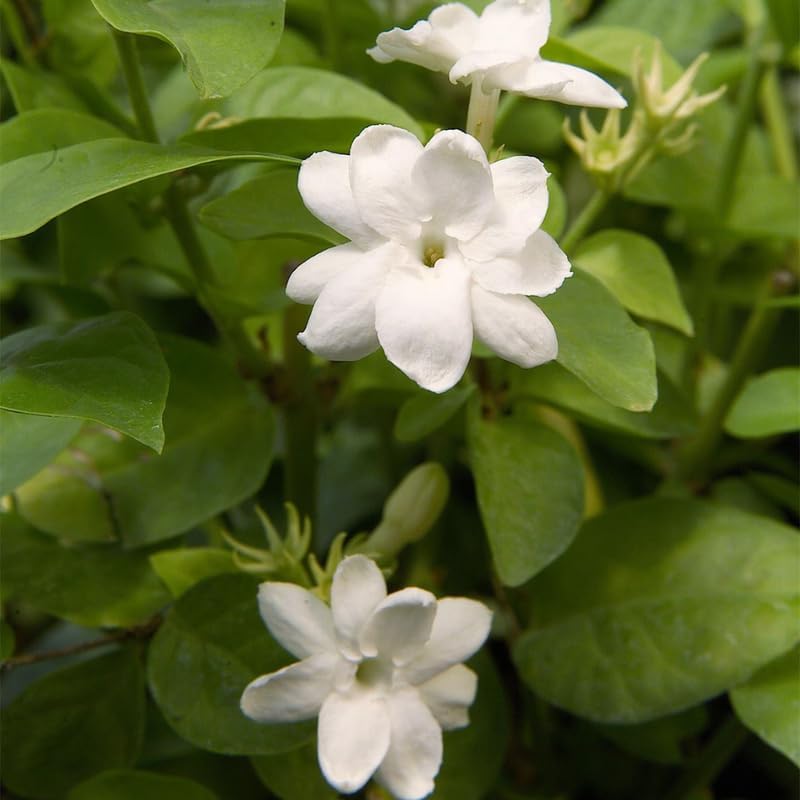 2 Maid of Orleans Arabian Jasmine Plants, Indoor Outdoor Flower, 4-9 Inches - Image 6