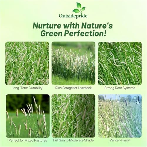 Outsidepride Climax Timothy Pasture Grass Seed - 5 Lbs. Perennial, Hardy, Easy to Grow, High-Yield, & Palatable, Winter Pasture Seed for Late-Spring Grazing, Hay Harvesting & Field Curing - Image 4