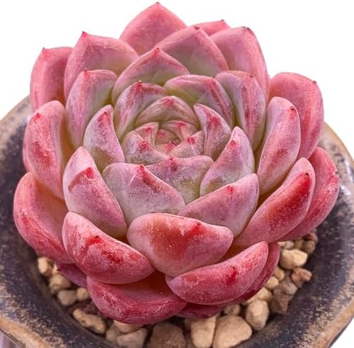 Echeveria Strawberry Shake Rare Live Succulent Plants, 1 Head Pot Size 2.5" Pink Live Plant, Excludes Pot & Soil, Garden Indoor Office Desk, Wedding Party Baby Shower Decor, Gift for Plant Enthusiasts - Image 4