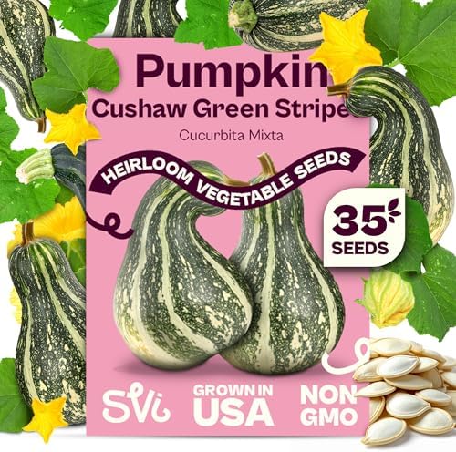 SVI 35 Cushaw Green Striped Pumpkin Seeds (Cucurbita mixta) – Cushaw Squash, Non GMO Winter Squash Seed Packets – Heirloom Vegetable Seeds for Planting Outdoors in Home Garden & Raised Beds by SVI