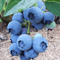 Blue Ray Bare Root Blueberry Plant, 3-Year Old Plant - Produces Large and Richly Sweet Berries - from Hand Picked Nursery - Cannot Ship to Oregon (5) by HandPickedNursery