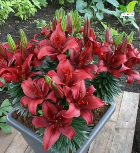 Votaniki Salinero Asiatic Lily Bulbs Deep Red Upfacing Blooms Compact Summer Flowering Lilium for Borders Containers Patio Gardens and Cut Flower Displays (Pack of 5) - Image 4