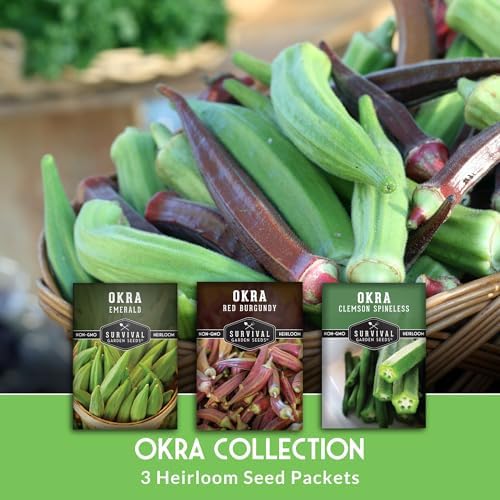 Okra Seeds Collection for Planting: 3 Heirloom Varieties - Image 3