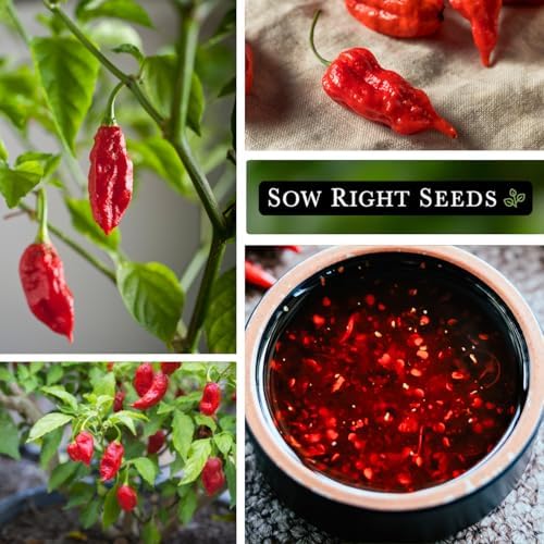 Sow Right Seeds- Ghost Pepper Seed for Planting Outdoor Hottest Peppers 4pk - Image 4