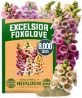 HOME GROWN Foxglove Excelsior Mix 8000 Flower Seeds Digitalis purpurea by HOMEGROWN