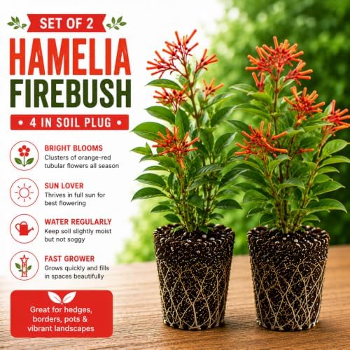 Set 2 Hamelia Firebush Live Plants, Red Orange Flowering Shrubs, 4-6" Tall - Image 2