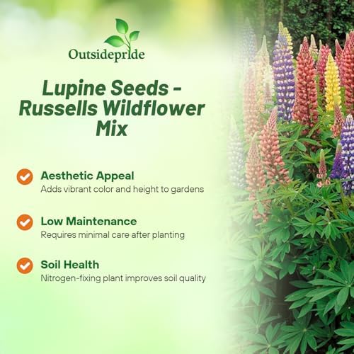 Outsidepride Mixed Russells Lupine Seeds - 1 Lb. Perennial, Self-Sowing, Cold Hardy & Frost Tolerant Wildflower Seeds for Fall Planting, Ideal for Attracting Pollinators & Hummingbirds - Image 3