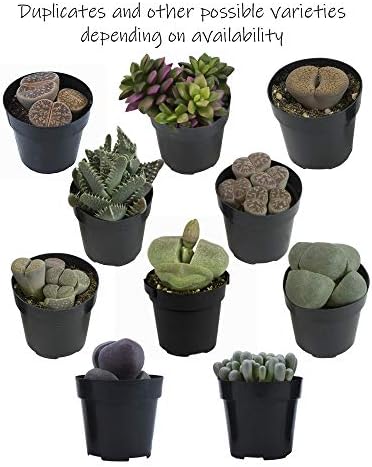 Altman Plants, Mimicry Succulents Plants Live Mini Succulents (4 Pack), Lithops Live Plants Outdoor or Live Indoor Plants, Living Stones Succulent Plants Live Houseplants, Succulent Plant House Plants - Image 6