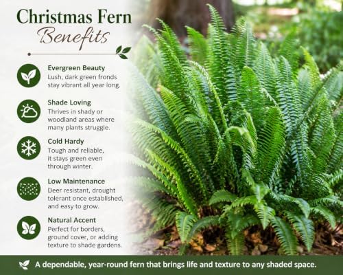 20 Christmas Fern Bare Root Live Plants (Polystichum acrostichoides) - Image 3