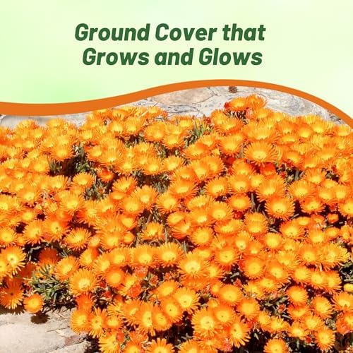 Outsidepride Gelato Orange Ice Plant Seeds - 5000 Pcs Perennial, Drought Tolerant Ground Cover Seeds for Planting Vibrant Trailing Blooms, Ideal for Sunny Gardens & Xeriscape Landscaping - Image 6