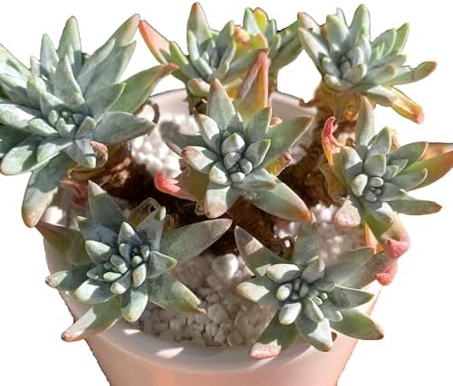 Dudleya Gnoma S.W.McCabe Rare Live Succulent, Multi-Head Pink Rosette Succulent, Over 5 Heads, 5-6 Inch Bare Root Live Plant, No Pot Soil, Easy Care Indoor Houseplant, Outdoor Plant for Decor by FWPP