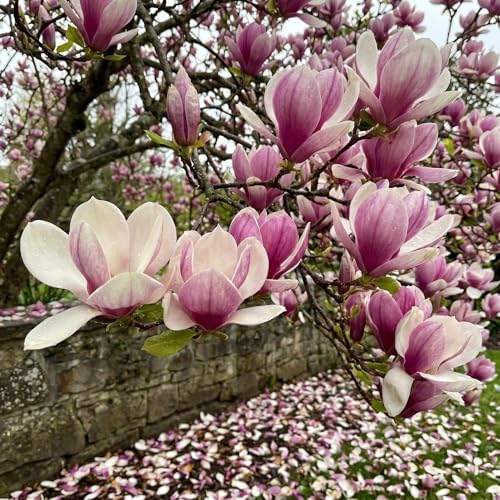 Saucer Magnolia Flower Tree Live Plant, Spring Bloom Tree, 2.5'' Pot - Image 4
