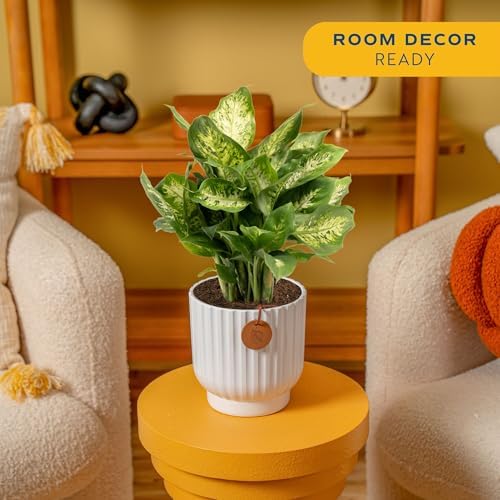 Costa Farms Dieffenbachia, Live Indoor Plant, Easy Care, Home Decor - Image 2