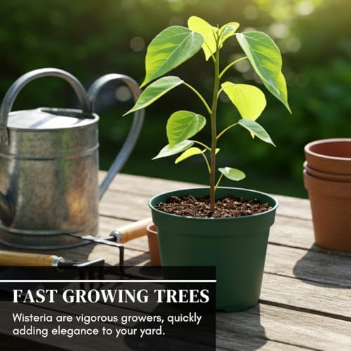 1 Weeping Wisteria Bonsai Tree Seedling for Planting - 1 Year Old Well Rooted Seedling - Starter for Bonsai Training or Outdoor Planting – Deciduous Flowering Vine Tree - Image 4