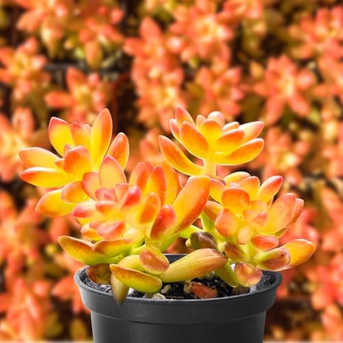 Sprout N Green Sedum adolphii 'Shooting Stars', Live Succulent in 2" Pot - Image 2
