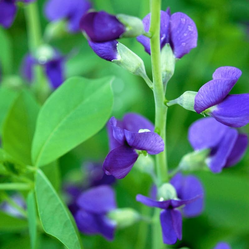 2 Blue False Indigo Bushes - 6-12" Tall Live Plants - Quart Pots - Image 7
