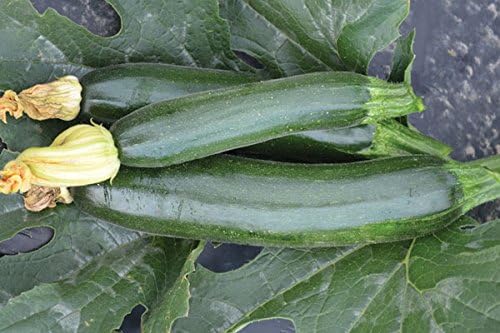 Fascienne F1 Hybrid Summer Squash Seeds - Disease Resistance and spineless Plant(50 - Seeds) - Image 3