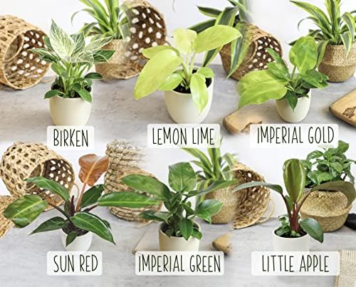 Philodendron Plant Live Houseplant 4PK, Air Purifying Plants, 4 in. Pots - Image 7