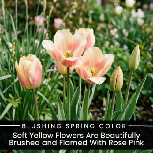 25 Blushing Lady Tulip Bulbs for Fall Planting | Pink Yellow Spring Flowers - Image 2