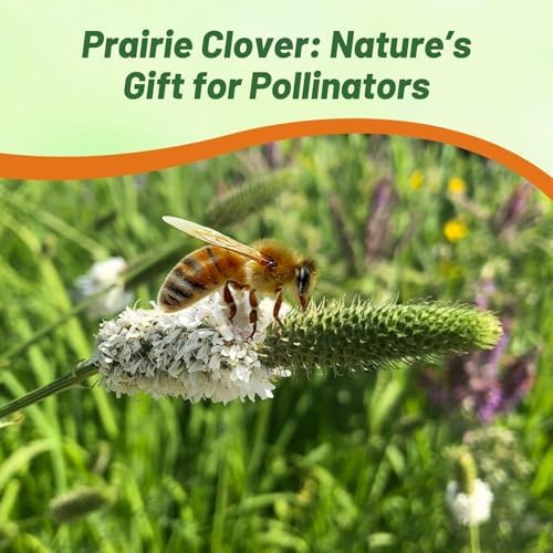 Outsidepride White Prairie Clover Seeds - 5 lb. Perennial Seeds for Planting, Easy to Grow, Drought & Heat Tolerant, High Protein Forage for Livestock, Ideal for Meadow Gardens, & Xeriscaping - Image 3