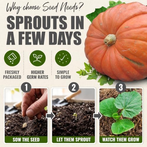 Seed Needs Atlantic Giant Pumpkin Seeds to Plant Vegetables - 5 Packs - Image 5