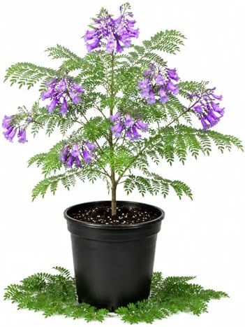 Blue Jacaranda Tree Live Plant, Ornamental Tree, 4-5 Inch Tall, 4 Inch Pot by HILROQG