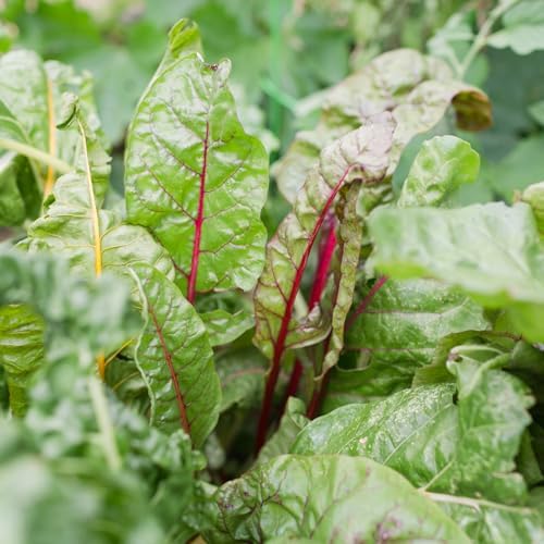 Sereniseed Certified Organic Leafy Greens Lettuce Seeds Collection (10-Pack) – 100% Non GMO, Open Pollinated – Grow Guide - Image 5