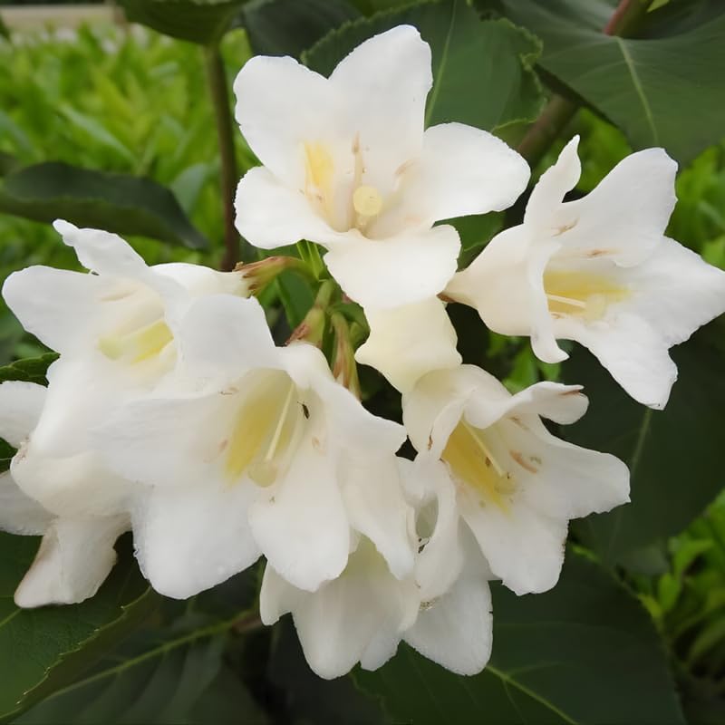 White Weigela Live Plant, 4" Pot, Vigorous Flowering Shrub for Pollinator Gardens and Yards - Image 7