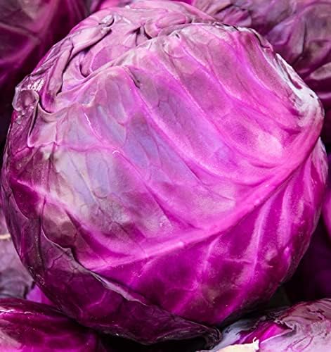 Red Acre Cabbage Seeds for Planting – Plant & Grow Heirloom Red Acre Cabbage in Home Outdoor Vegetable Garden, Brassica oleracea VAR. capitata– 2 Packets by Axel%27s+Garden+Seeds