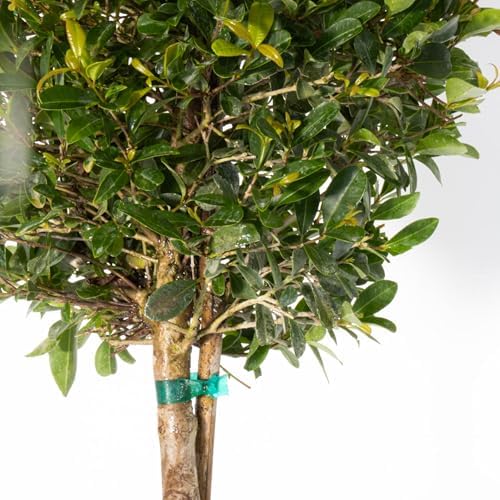 Eugenia Myrtifolia 2-Ball Topiary Live Plant, 38–44 inches Tall in 10-inch Plant Pot, Sculpted Evergreen Indoor Outdoor Tree for Elegant Patio, Entryway and Office Decor by United Nursery - Image 2