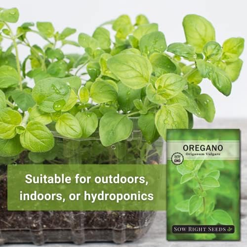 Sow Right Seeds - Oregano Seed for Planting a Perennial Herb Garden 2pk - Image 3