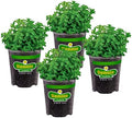 Bonnie Plants Lemon Balm Live Herb Plants - 4 Pack, Perennial In Zones 5 to 9, For Lemon Flavor In A Variety Of Dishes & Teas by BonniePlants