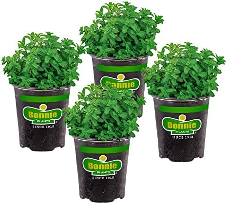 Bonnie Plants Lemon Balm Live Herb Plants - 4 Pack, Perennial In Zones 5 to 9, For Lemon Flavor In A Variety Of Dishes & Teas by BonniePlants