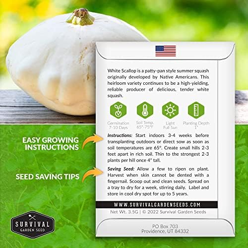 White Scallop Patty Pan Squash Seeds for Planting (2 Packs) - Image 2