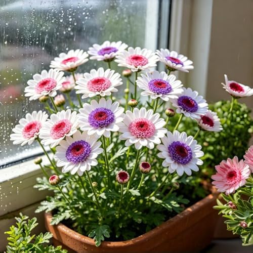 900 PCS Painted Daisy Seeds for Planting Outdoors – Mixed Color Chrysanthemum Carinatum Flowers, Hardy Perennial Garden Plants for Borders, Walkways, Containers, Pollinator Gardens & Cut Flowers - Image 4