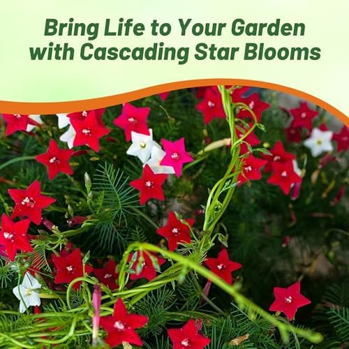 Outsidepride Mixed Cypress Vine Seeds - 100 Pcs Annual Flower Seeds with Nectar-Rich, Star-Shaped Flowers & Feathery, Fern-Like Leaves for Fences, Trellises, Pergolas & Vertical Gardens - Image 4